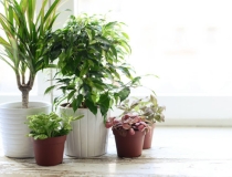 旺姻缘：女生桃花运好，是怎么做到的？分享一些旺桃花的妙招