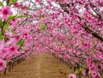 斩烂桃花：斩桃花法事六天见效案例