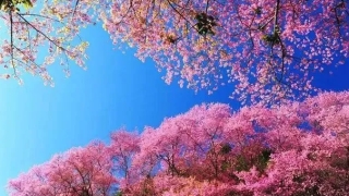 婴灵超度：婴灵渡亡表文帮助婴灵尽快往生善道