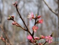 斩烂桃花：教你五种斩桃花的风水方法(图文)