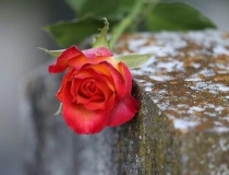 旺姻缘：7天快速招到正缘桃花