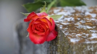 旺姻缘：7天快速招到正缘桃花