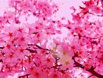 旺姻缘：什幺植物招桃花容易