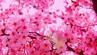 旺姻缘：什幺植物招桃花容易