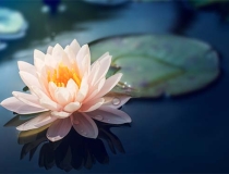 超度法事：往生咒全文帮助去世亡灵得到解脱