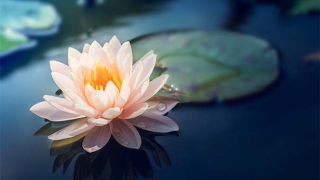 超度法事：往生咒全文帮助去世亡灵得到解脱