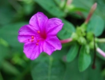 化太岁：命犯太岁是什么意思