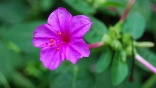 化太岁：命犯太岁是什么意思