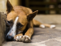 超度法事：给狗狗做超度，可以获得非常神奇的效果