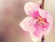 旺姻缘：招桃花运的十大方法