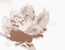 旺姻缘：招桃花运的手链女生带哪个手合适