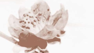 旺姻缘：招桃花运的手链女生带哪个手合适