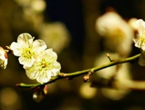 民俗文化：搬家风水遇火日怎么办,做好这几项就可以很好的化解