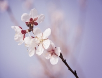 旺姻缘：旺桃花和招桃花的一些方法