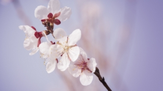 旺姻缘：旺桃花和招桃花的一些方法