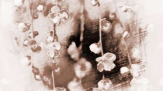 旺姻缘：家里放什么招桃花运旺姻缘最好