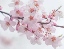 斩烂桃花：斩桃花法事的反应各有不同？需要具体分析