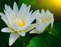 超度法事：超度亡灵八句咒语，消除堕障助力亡灵往生