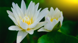 超度法事：超度亡灵八句咒语，消除堕障助力亡灵往生