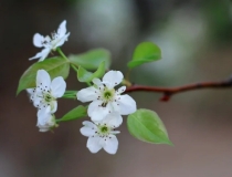 财库财运：知识分享：招财转运辟邪佩戴啥
