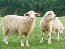 化太岁：2022年属羊化太岁，郑爽2021年冲太岁惹是非