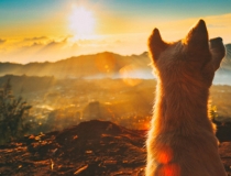 超度法事：狗死后超度，如何才可以更好的实现