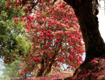 民俗文化：床头放柳枝可以辟邪么,做不到这三点,辟邪变招鬼