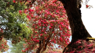 民俗文化：床头放柳枝可以辟邪么,做不到这三点,辟邪变招鬼