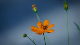 超度法事：亡灵最有效的超度咒语，帮助他们解脱