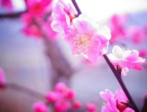 旺姻缘：怎么通过桃花风水的推算招桃花？ 