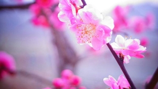 旺姻缘：怎么通过桃花风水的推算招桃花？ 