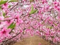 斩烂桃花：可以斩断烂桃花的风水饰物有哪些？如何使用？