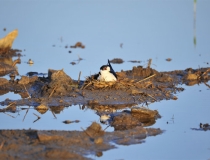 民俗文化：辟邪的佛保佑你的平安 增加好运势