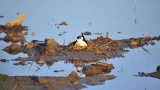 民俗文化：辟邪的佛保佑你的平安 增加好运势