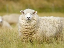 化太岁：生肖羊冲太岁是什么意思