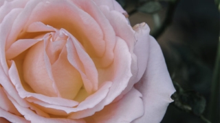 超度法事：超度亡灵法事解析，超度亡灵的效果取决这几个