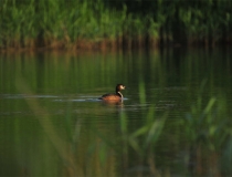 化太岁：太岁符怎么请，太岁年运势很差需要及时请符化
