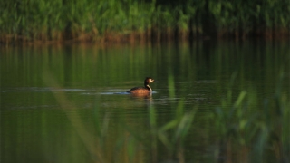 化太岁：太岁符怎么请，太岁年运势很差需要及时请符化