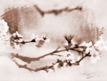 旺姻缘：卧室放什么花招桃花运效果明显