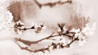 旺姻缘：卧室放什么花招桃花运效果明显