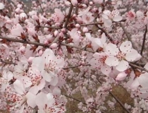 斩烂桃花：如何斩断烂桃花_1