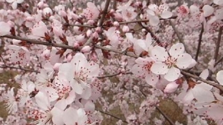 斩烂桃花：如何斩断烂桃花_1