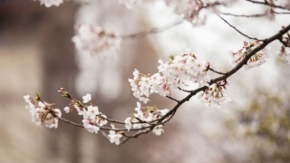 超度法事：上香拜佛讲究的禁忌，详解烧香的步骤