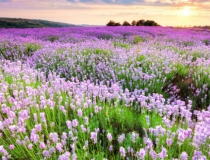 道教法事：二婚孤鸾煞会影响婚姻,化解孤鸾煞才能获得幸福