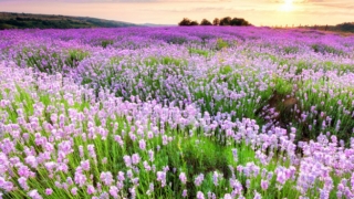 道教法事：二婚孤鸾煞会影响婚姻,化解孤鸾煞才能获得幸福