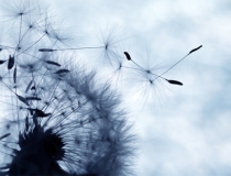 旺姻缘：仿真桃花放家里好吗，不建议摆放，容易招来虚情假意