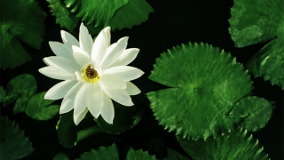 还受生债：堕胎了怎么还阴债，肯定是要超度送走婴灵才能