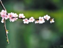 斩烂桃花：如何从根源上斩断这些烂桃花