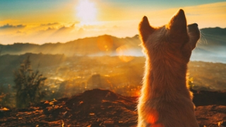 婴灵超度：狗投胎的特征，超度狗狗之后会变成孩子来投胎