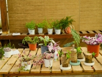 旺姻缘：家里养什么可以招桃花